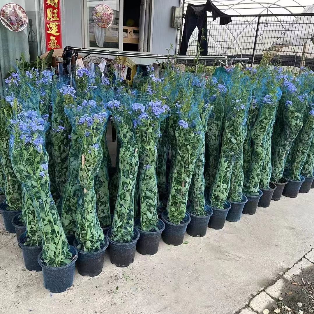 10m 30m 50m Siatka ochronna na – Bonsai Garden Pot recenzja i cena