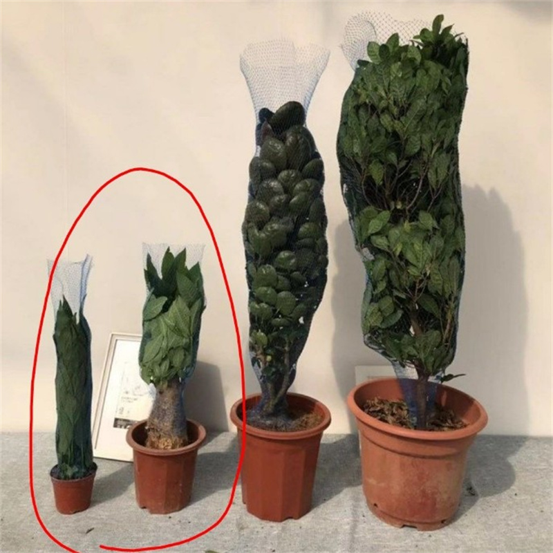 10m 30m 50m Siatka ochronna na – Bonsai Garden Pot recenzja i cena